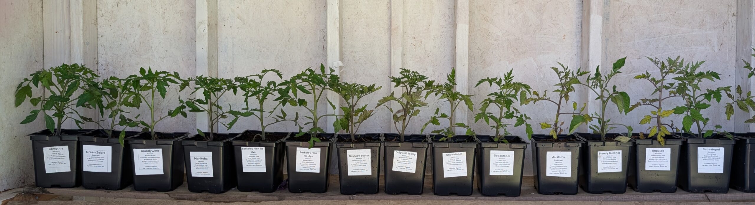Spring Green Pack Fresh Spring Greens! – High & Dry Farm